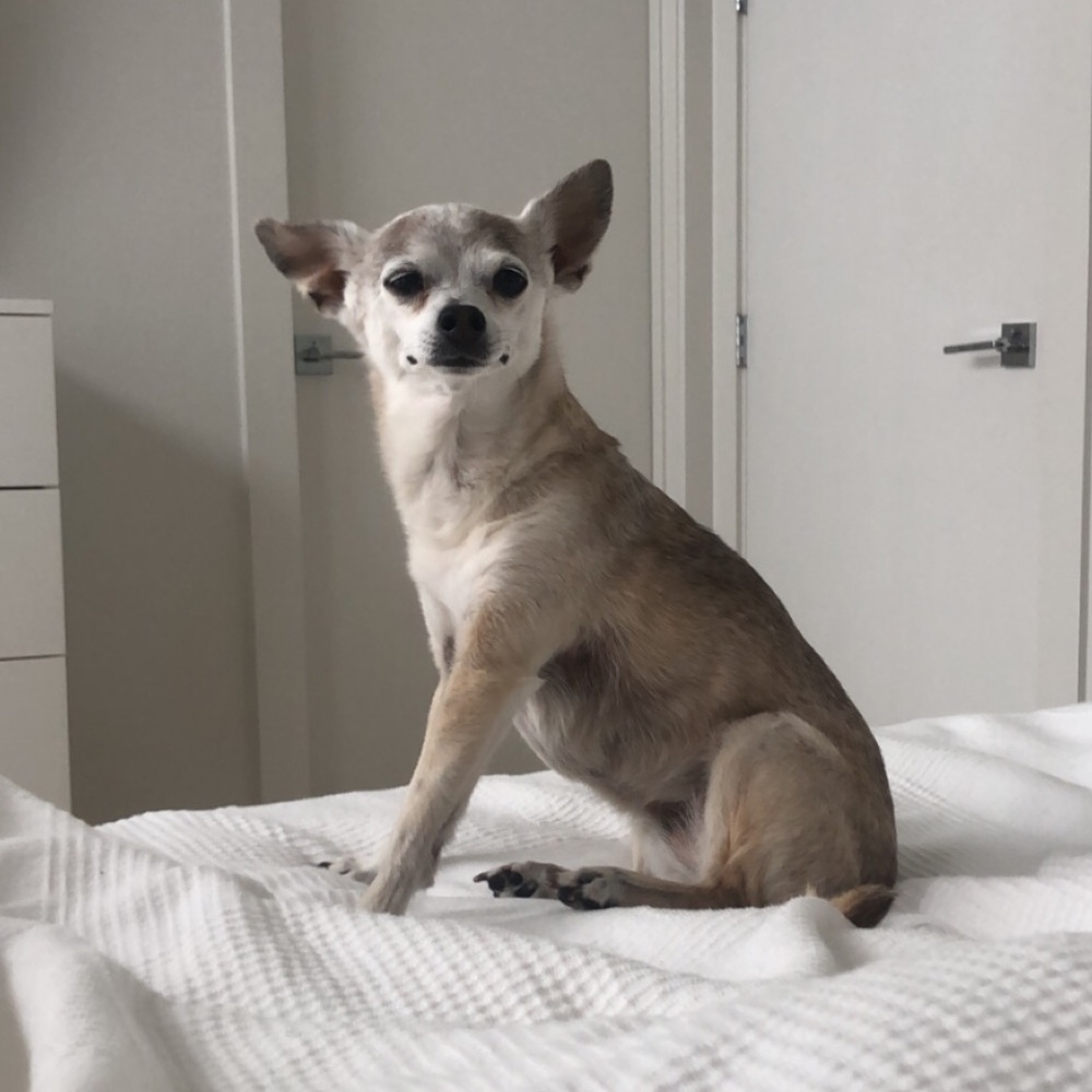 Meet your Posher, Gigi